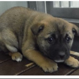 里親様に迎えられました。子犬♀311