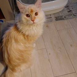 遊ばない子猫