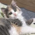 募集一時停止　半長毛の三毛❤︎可愛いクレオちゃん