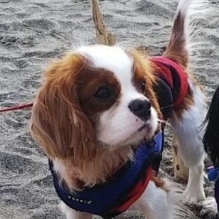 お申し込み多数のため、一旦募集停止します。