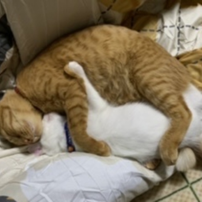 ﾁｬﾁとﾃﾄとﾃﾝと琥珀のﾏﾏ☆のカバー写真