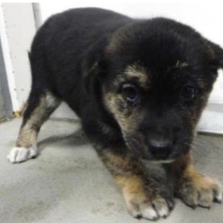 里親様に迎えられました。子犬♀312