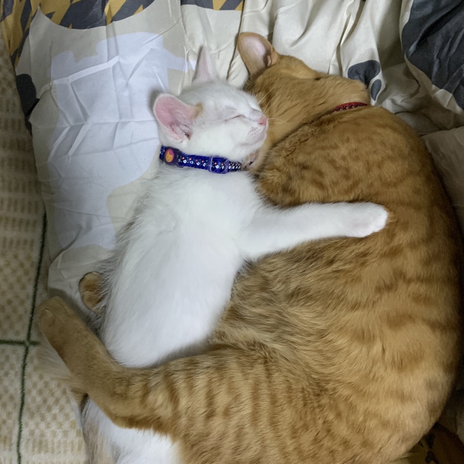 テトのカバー写真