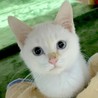 ＊子猫・中猫・成猫・譲渡会＊一時預かりボランティアさん募集説明会