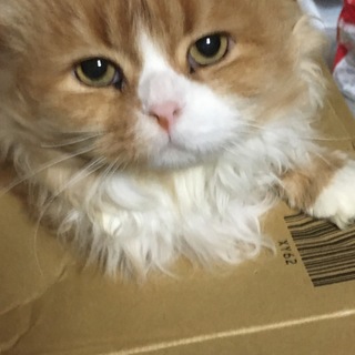 ありがとうございました