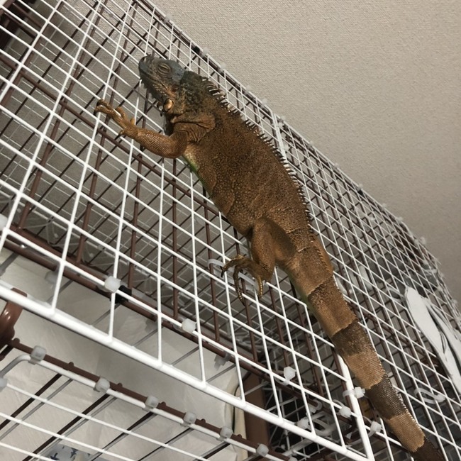 RYU0121のカバー写真