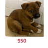たくさんの子犬が収容されています。950〜955