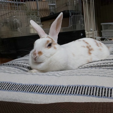 ラッキーさん、我が家に来て、はや３年が経ちました。毎日のびのび過ごし、すくすか育ってくれています。ここでの出会いに本当に感謝です。