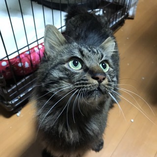 【急募】可愛いふわもこ長毛君