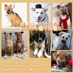 元野良犬ちゃんのおうちを探す譲渡会