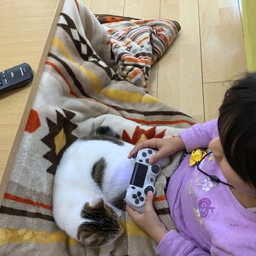 猫とこたつとみかん