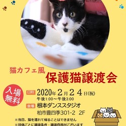 2/24（祝）猫カフェ風保護猫譲渡会 サムネイル1