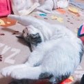 子猫　里親募集中！！