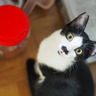 超ハチワレちょびヒゲ！能天気な極楽トンボ♥8ヶ月齢