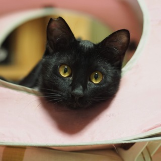 素直じゃないけど甘えたいさびしがりや♥8ヶ月齢
