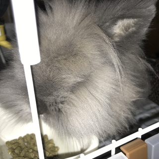 里親募集　〈小動物　うさぎ〉