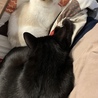 こたつの上がお気に入りで、丸くなったり長くなったりしてます