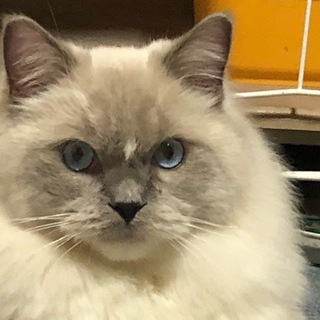 優しくて甘えん坊な男の子、まだまだ子供の王子です。