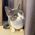 【2/9お台場】天使のような子猫グレコとえがお