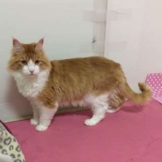 可愛いイケメン男子(ノルウェージャン)