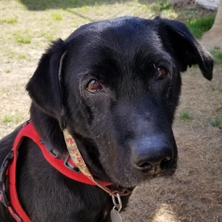 寂しがりやで甘えん坊な、マルクちゃん