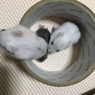 ハムスター里親募集中