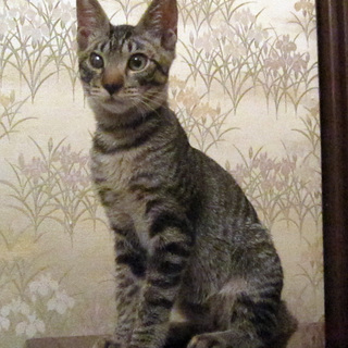 人懐っこいキジトラくん☆