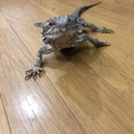 フトアゴヒゲトカケ