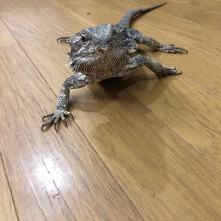 フトアゴヒゲトカケ