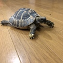 東ヘルマンリクガメ 