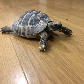東ヘルマンリクガメ 