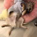 チワワ仔犬あつボビーくん