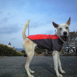 甘えん坊の白茶のチェリーさん(避妊済み)