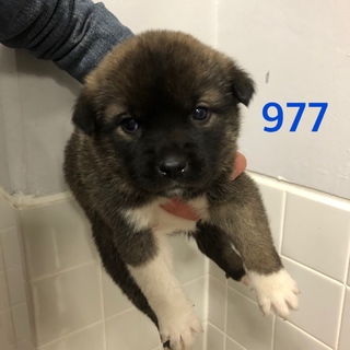 たくさんの子犬が収容されています。977〜982