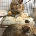 生涯可愛がってくださる方