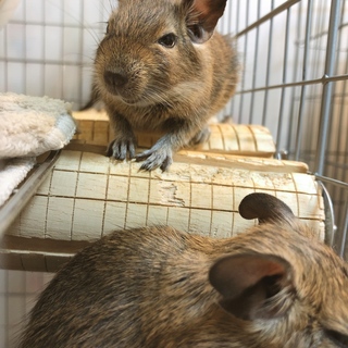 生涯可愛がってくださる方