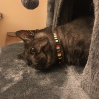 ネロ