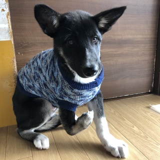 右手に障害のあるパナくんです。動画あり。