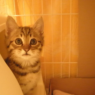 ☆生後2ヶ月半のぽん太と申します。