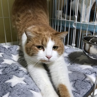 ★困り顔の可愛い茶白君