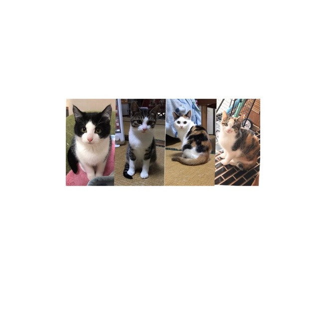 さびくろのカバー写真