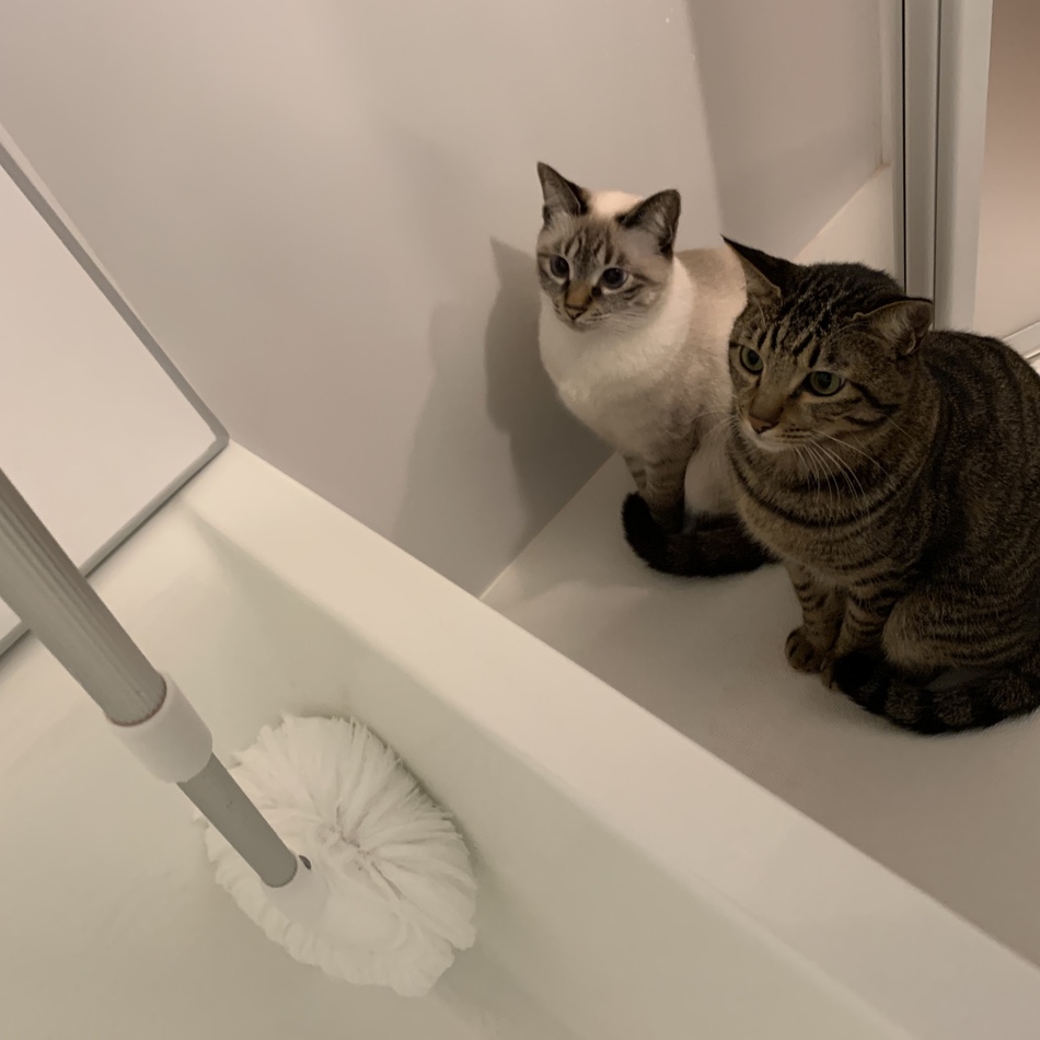 シーニィのカバー写真