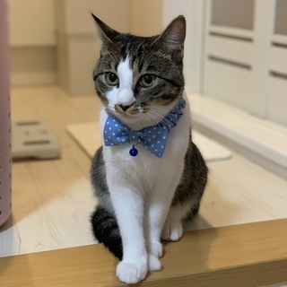 ふわふわかわいいキジシロ☆