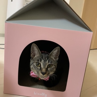 マイペースかわいいキジトラ☆