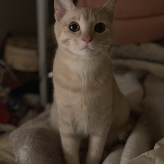 美形クリーム茶トラ☆