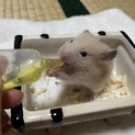 キンクマハムスター　赤ちゃん
