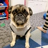 Kana-pug