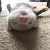 ぽてた さん