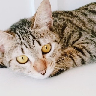 【1/12譲渡会】ポンテちゃん♪