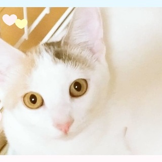 【1/12譲渡会】こみけちゃん♪